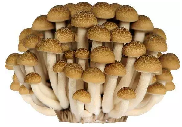 http://9551w.cn/ewebeditor/uploadfile/20170914091421667001.png
