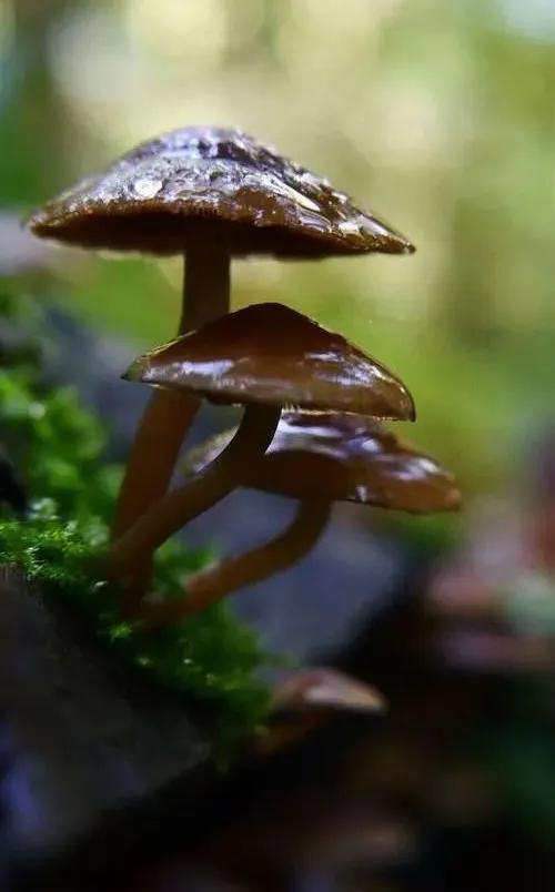 國家蘑菇地理：中國哪里的蘑菇最好吃？