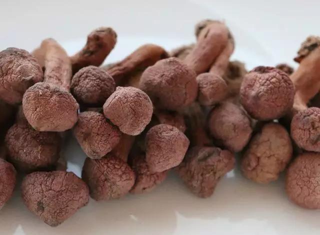 國家蘑菇地理：中國哪里的蘑菇最好吃？