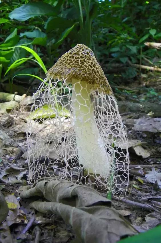 國家蘑菇地理：中國哪里的蘑菇最好吃？